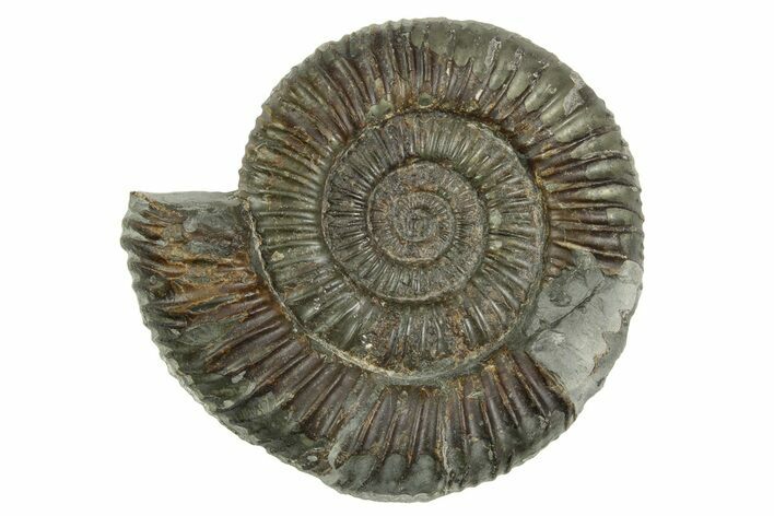 Jurassic Ammonite (Dactylioceras) Fossil - England #362511